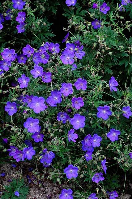Ooievaarsbek 'Johnson's Blue' - set van 6 – voor tuin & terras