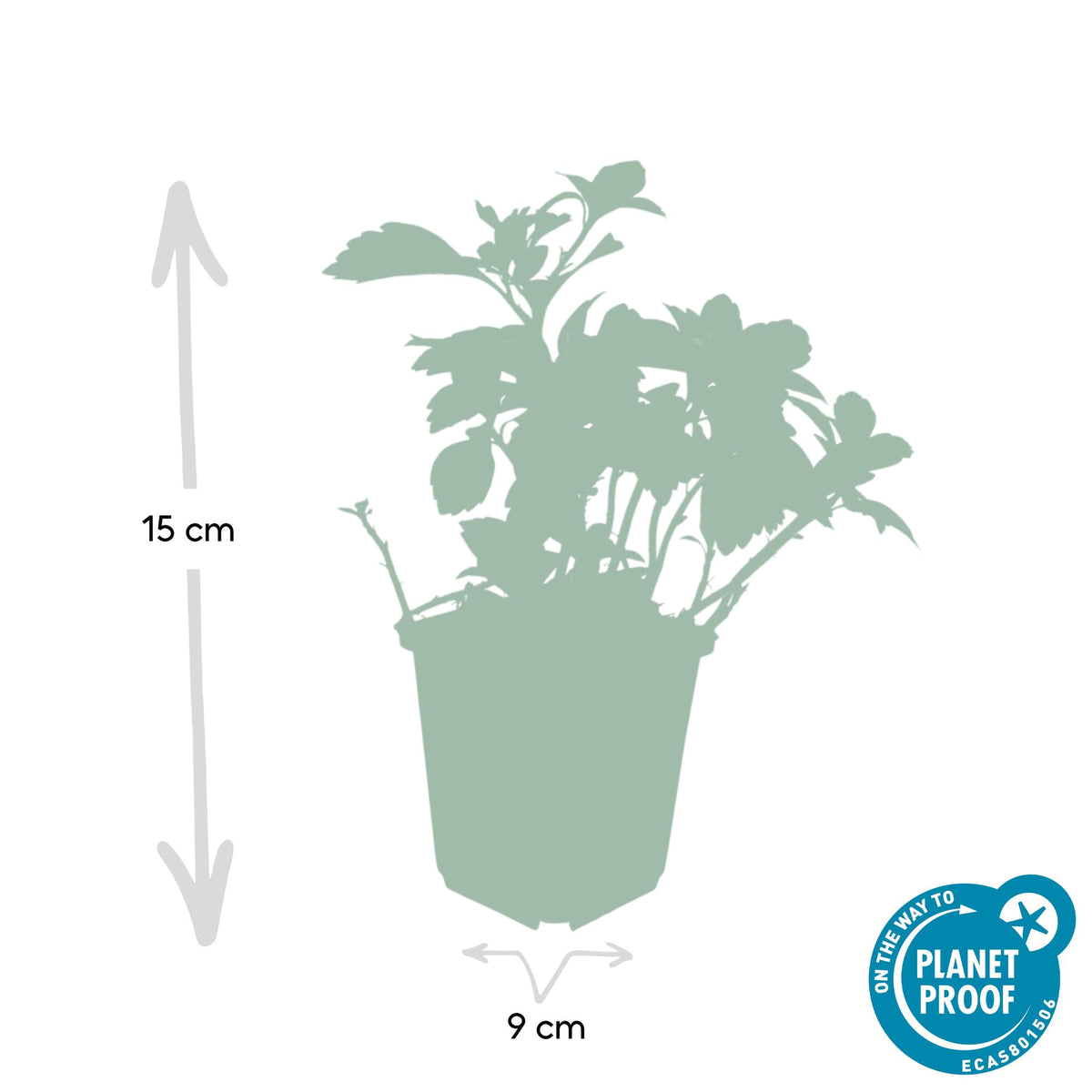 Schaduwkruid 'Green Carpet' - set van 6 – voor tuin & terras