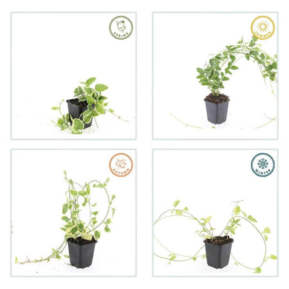 Grote maagdenpalm 'Variegata' - set van 6 – voor tuin & terras