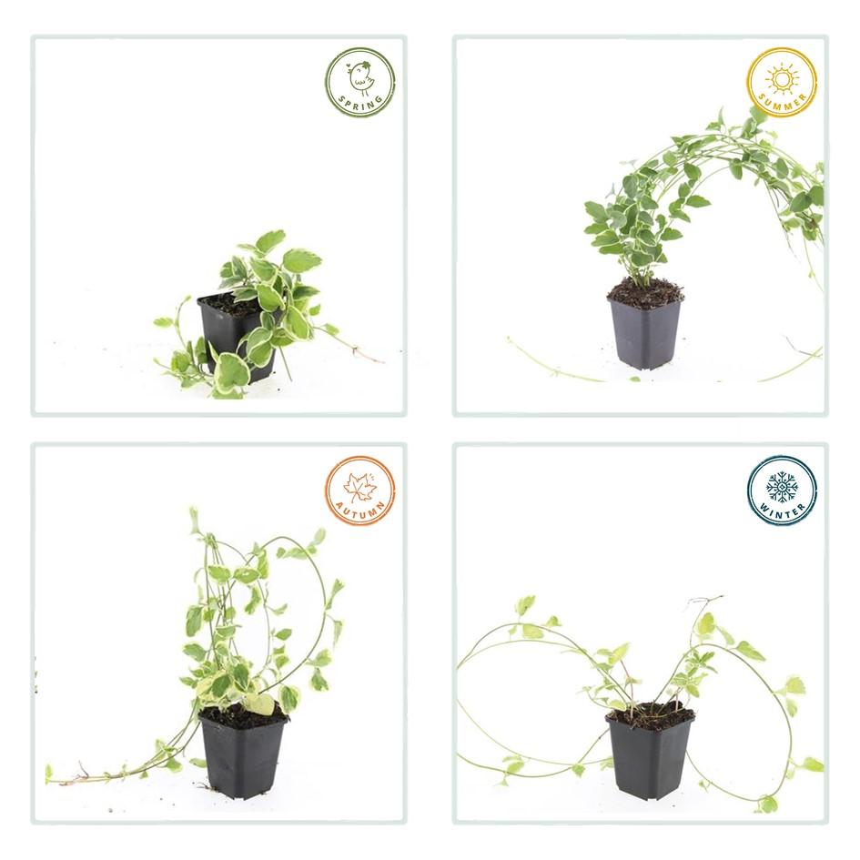 Grote maagdenpalm 'Variegata' - set van 6 – voor tuin & terras
