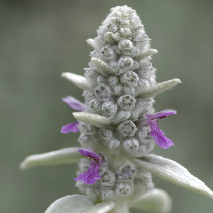 Ezelsoor (Stachys byzantina) - set van 6 – voor tuin & terras