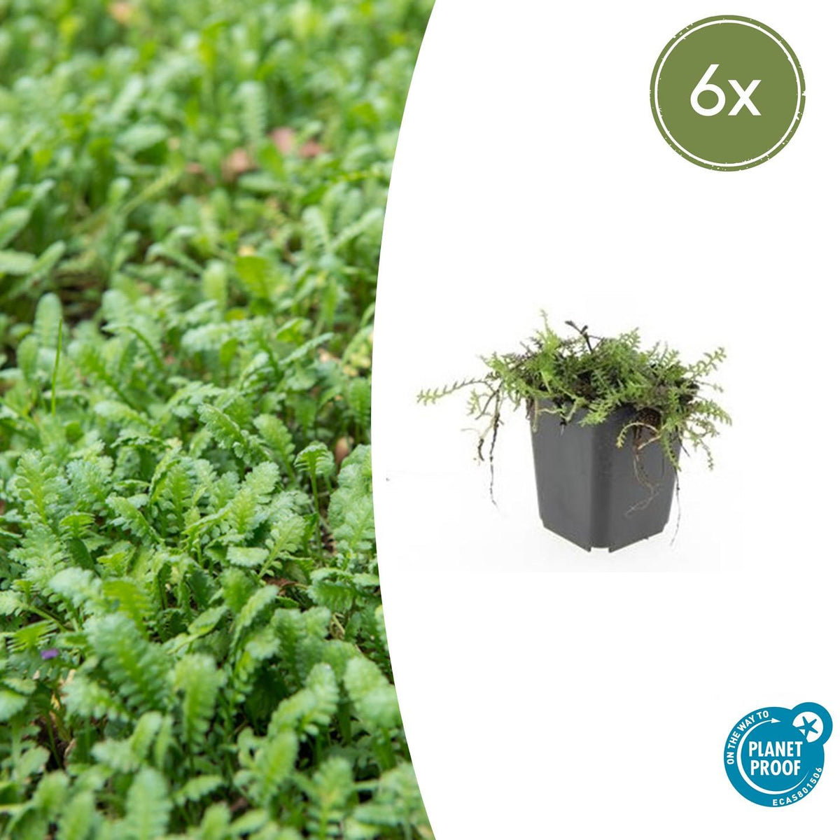 Koperknoopje (Leptinella squalida) - set van 6 – voor tuin & terras