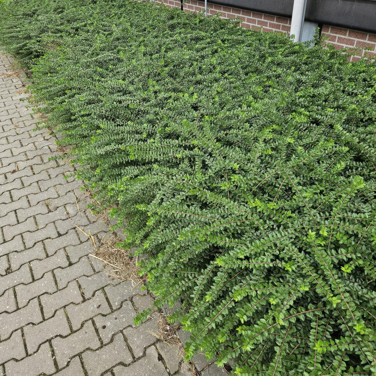 Struikkamperfoelie 'Maigrün' - set van 6 – voor tuin & terras