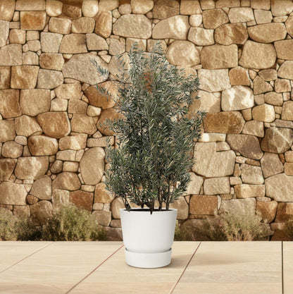 Olijfboom (Olea Europaea) struik — 250 cm