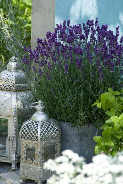 Lavendel 'Hidcote' in bloei op een terras