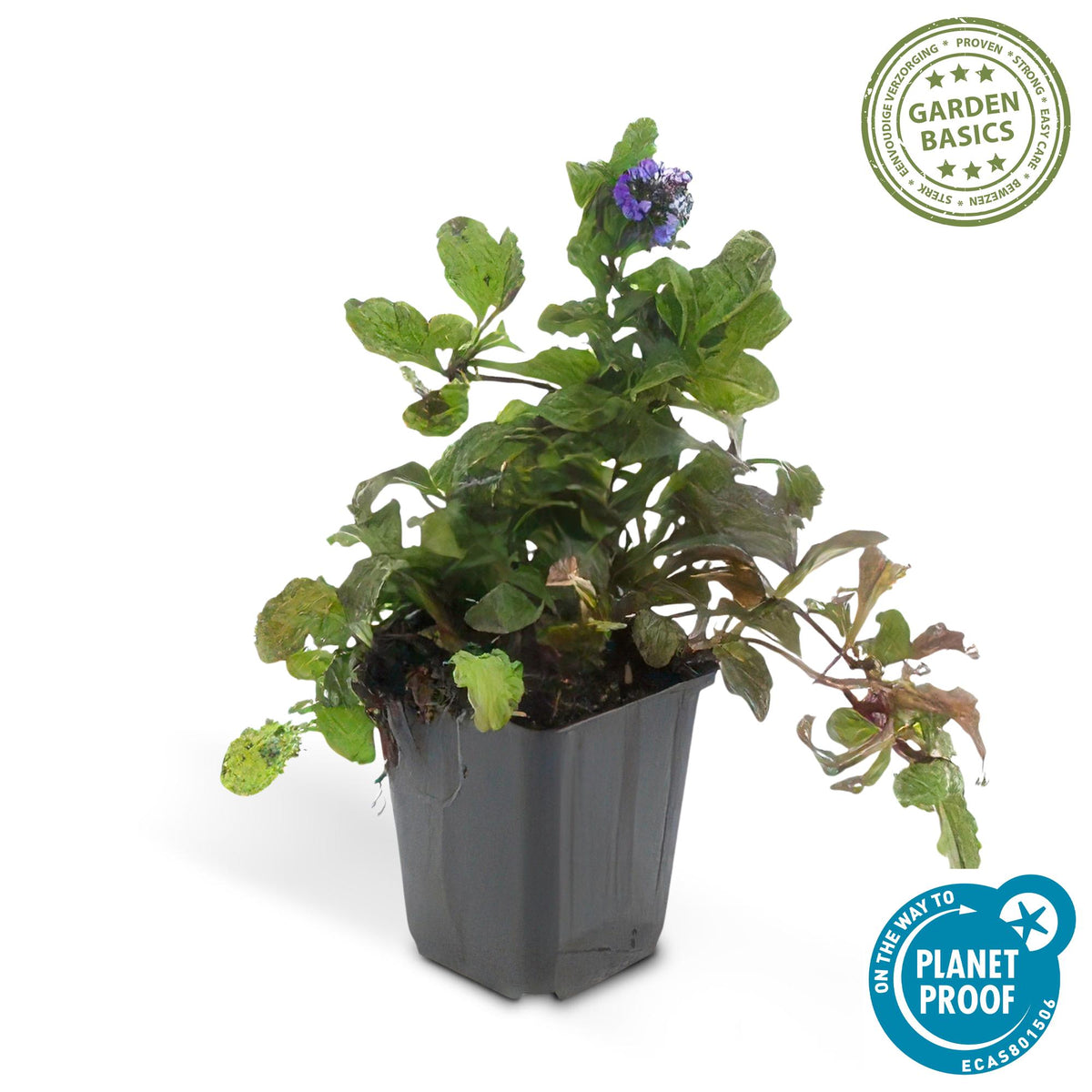 Kruipend zenegroen - set van 6 – voor tuin & terras
