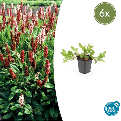 Duizendknoop 'Darjeeling Red' - set van 6 – voor tuin & terras