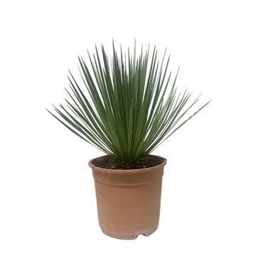 Yucca rostrata 50 cm in pot op witte achtergrond