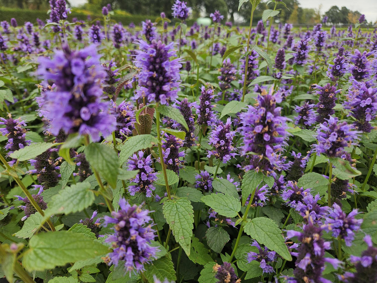 Dropplant 'Blue Fortune' - set van 6 – voor tuin & terras