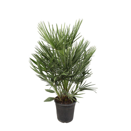 Waaierpalm Chamaerops - 100 cm