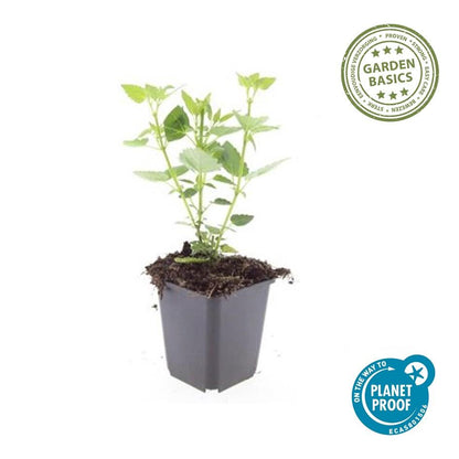 Dropplant 'Blue Fortune' - set van 6 – voor tuin & terras