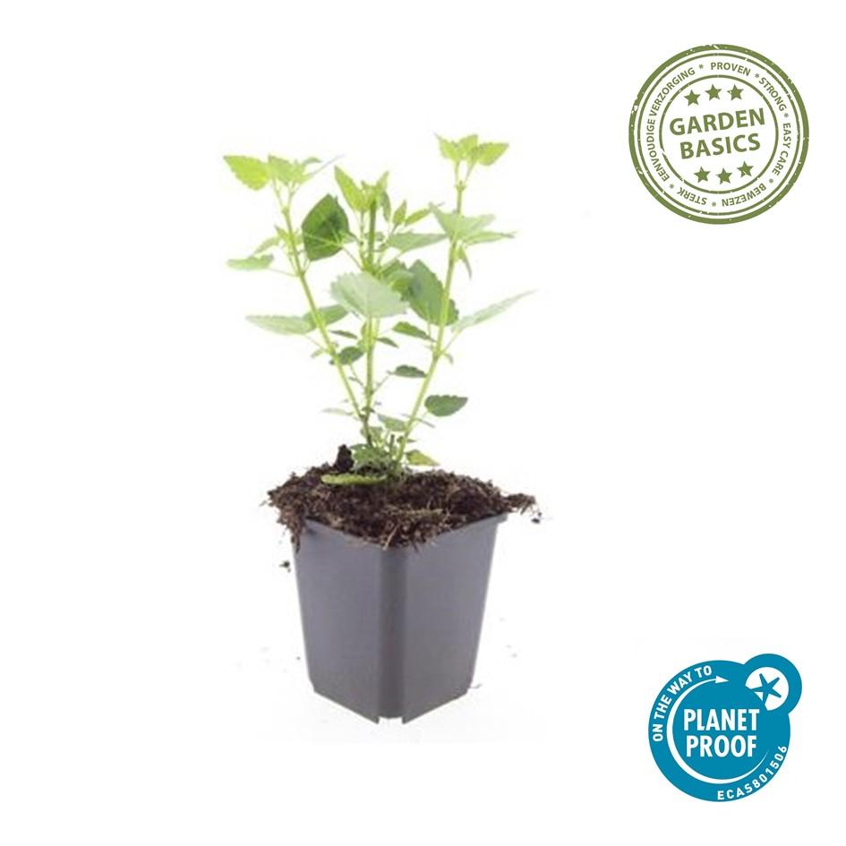Dropplant 'Blue Fortune' - set van 6 – voor tuin & terras