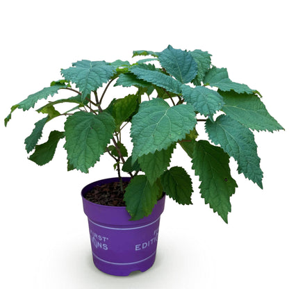 Sneeuwbalhortensia FlowerWOW wit (Hydrangea arborescens)