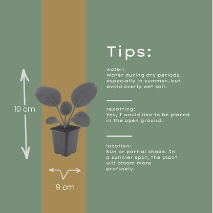 Schoenlappersplant (Bergenia cordifolia) - set van 6 – voor tuin & terras