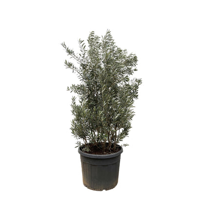 Olijfboom struik - 250 cm