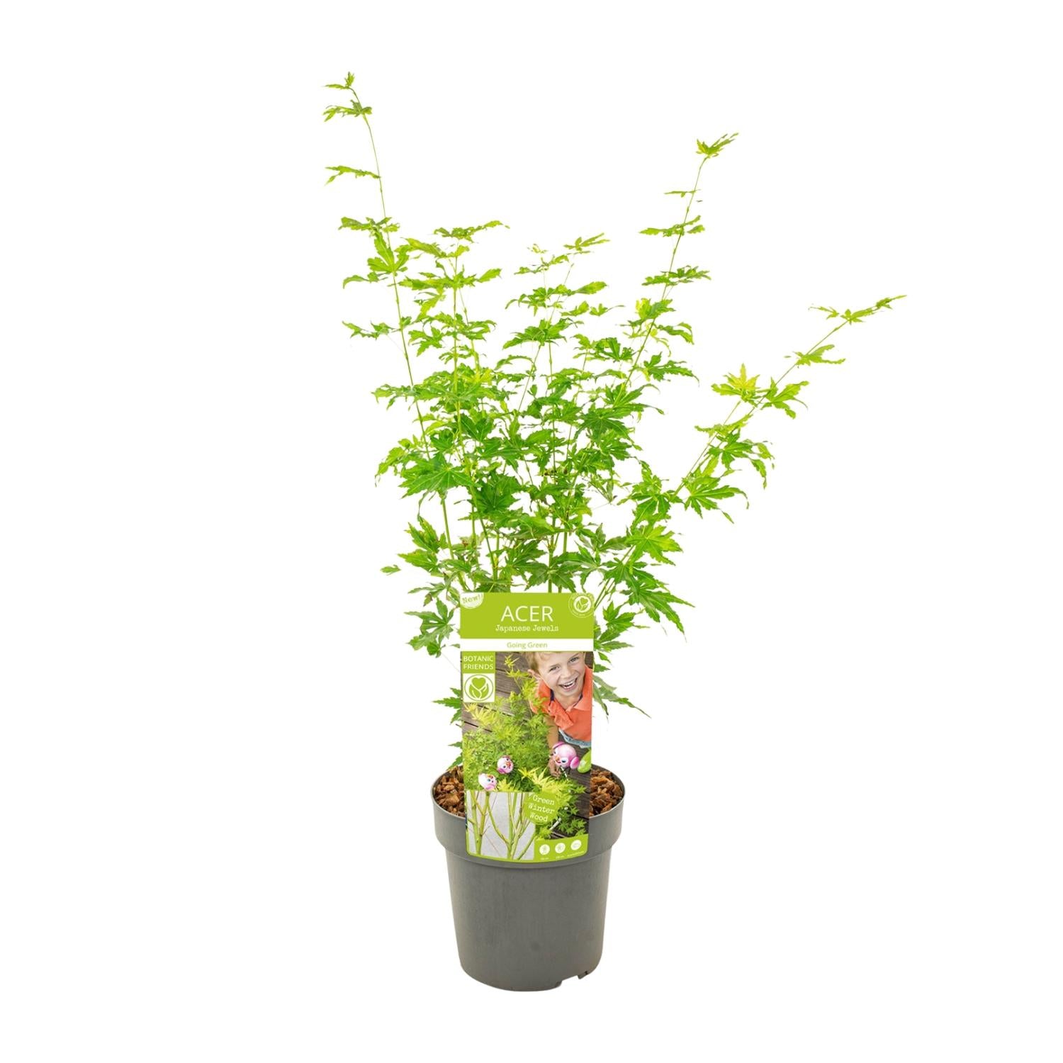 Japanse esdoorn 'Going Green' - 50 cm