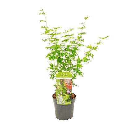 Japanse esdoorn 'Going Green' - 50 cm