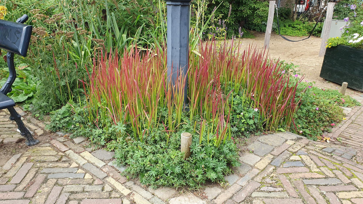 Japans bloedgras 'Red Baron' - set van 6 – voor tuin & terras