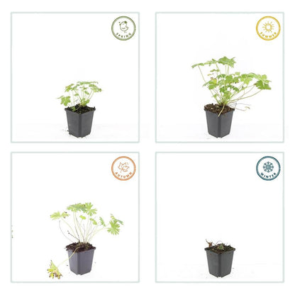 Ooievaarsbek 'Tiny Monster' - set van 6 – voor tuin & terras