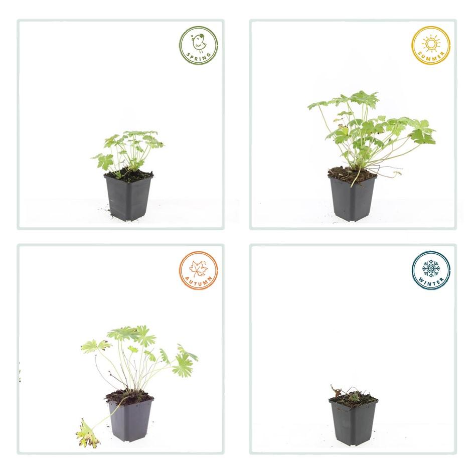 Ooievaarsbek 'Tiny Monster' - set van 6 – voor tuin & terras