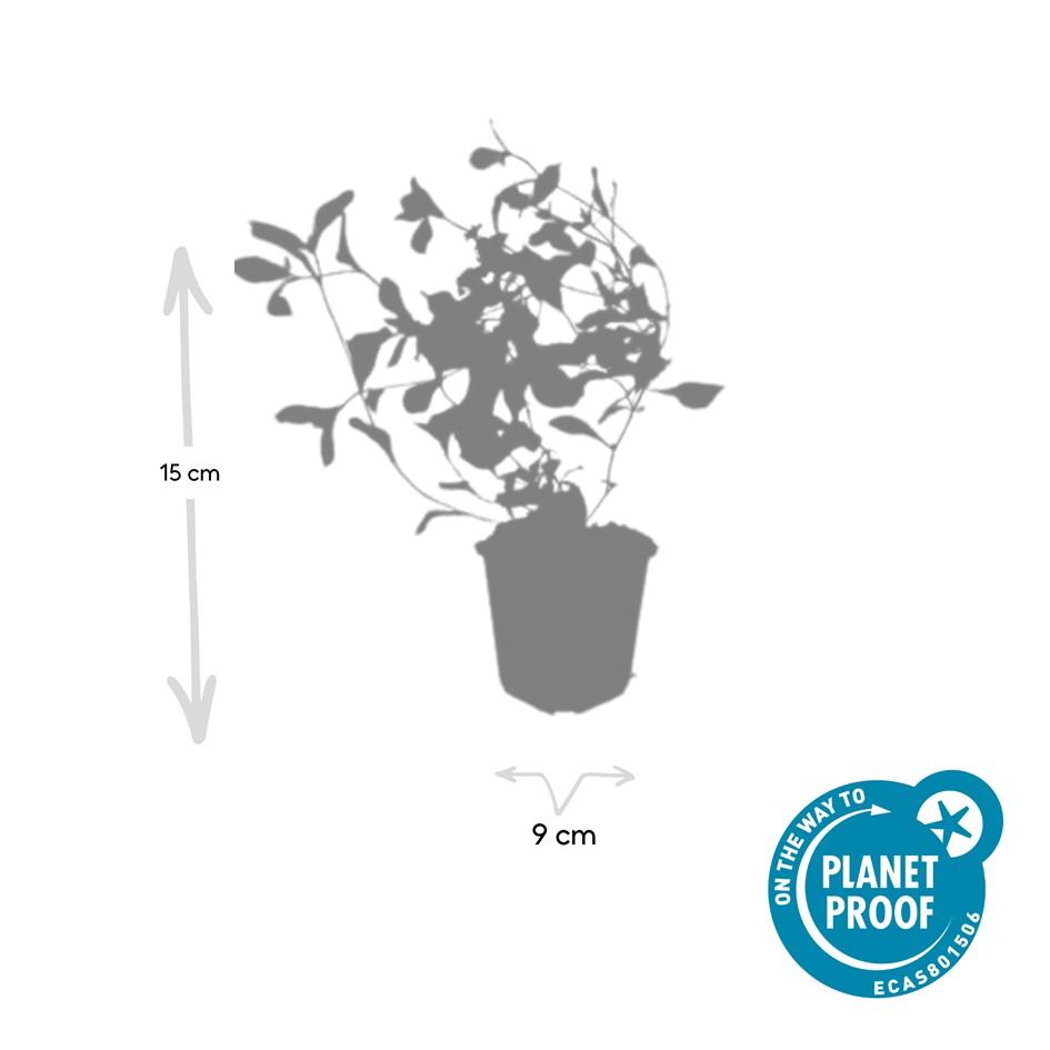 Loodkruid - set van 6 – voor tuin & terras