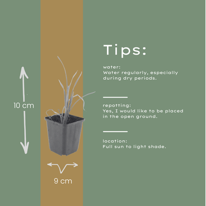 Daglelie 'Stella de Oro' - set van 6 – voor tuin & terras