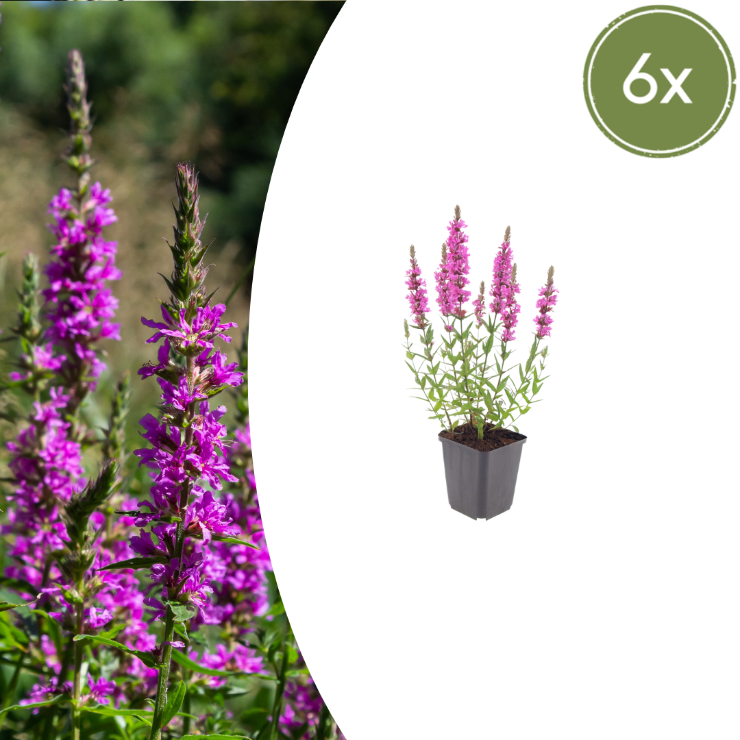 Kattenstaart (Lythrum salicaria) - set van 6 – voor tuin & terras