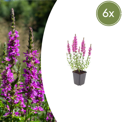 Kattenstaart (Lythrum salicaria) - set van 6 – voor tuin & terras