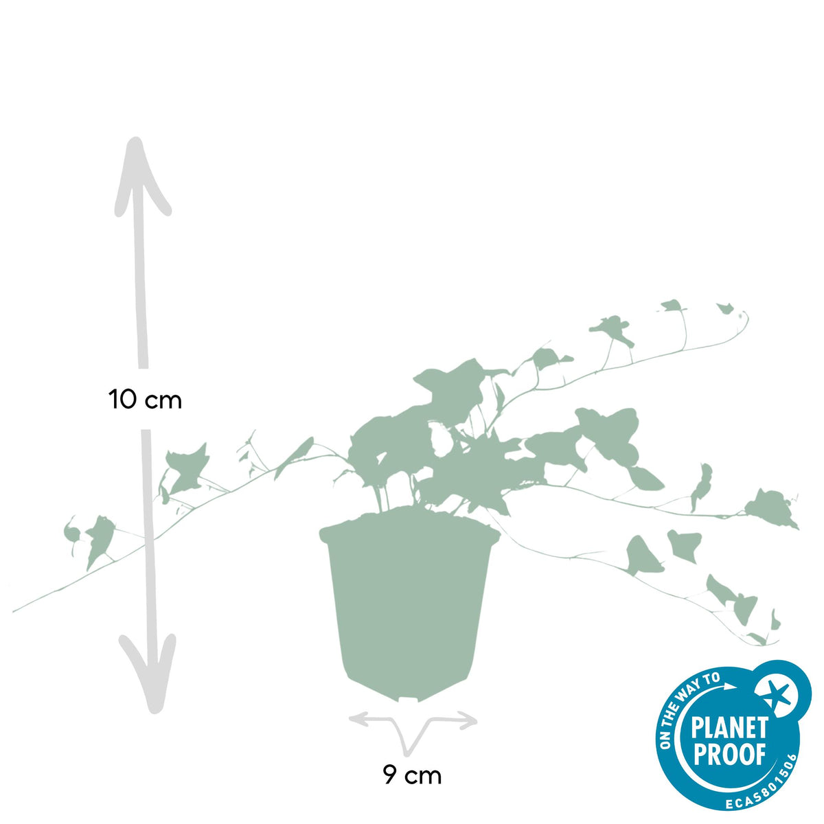 Klimop 'Glacier' - set van 6 – voor tuin & terras