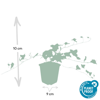 Klimop 'Glacier' - set van 6 – voor tuin & terras