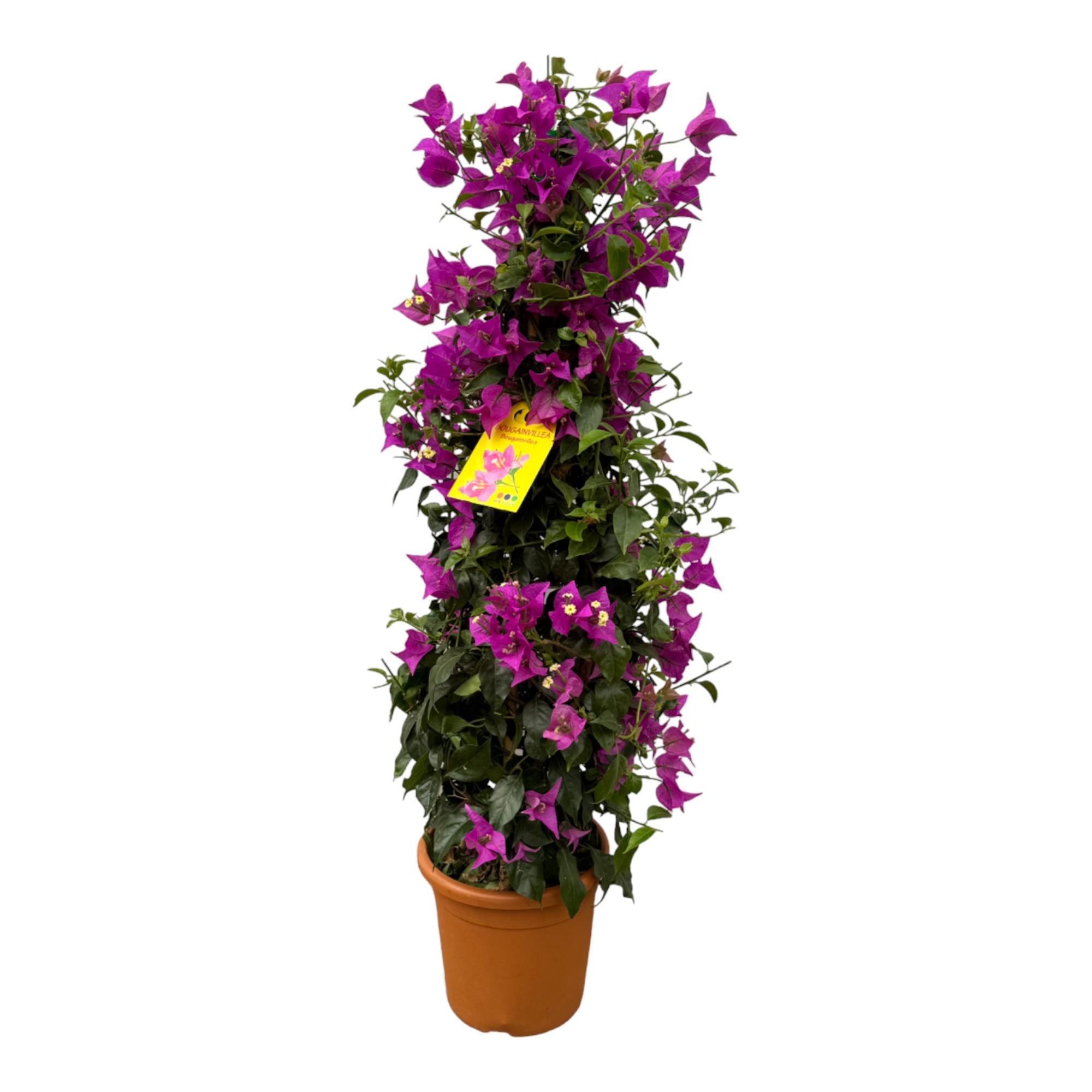 Bougainvillea piramide - 80 cm