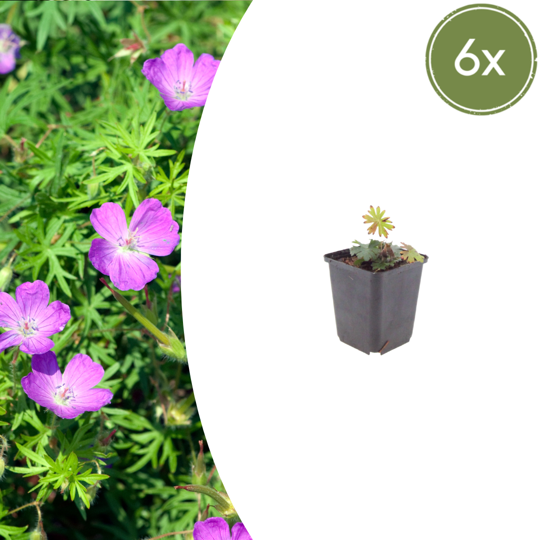 Bloedooievaarsbek (Geranium sanguineum) - set van 6 – voor tuin & terras