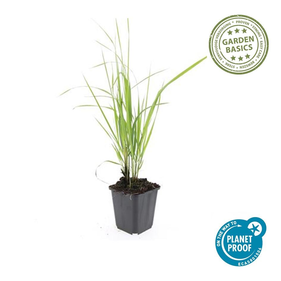 Struisriet 'Karl Foerster' - set van 6 – voor tuin & terras