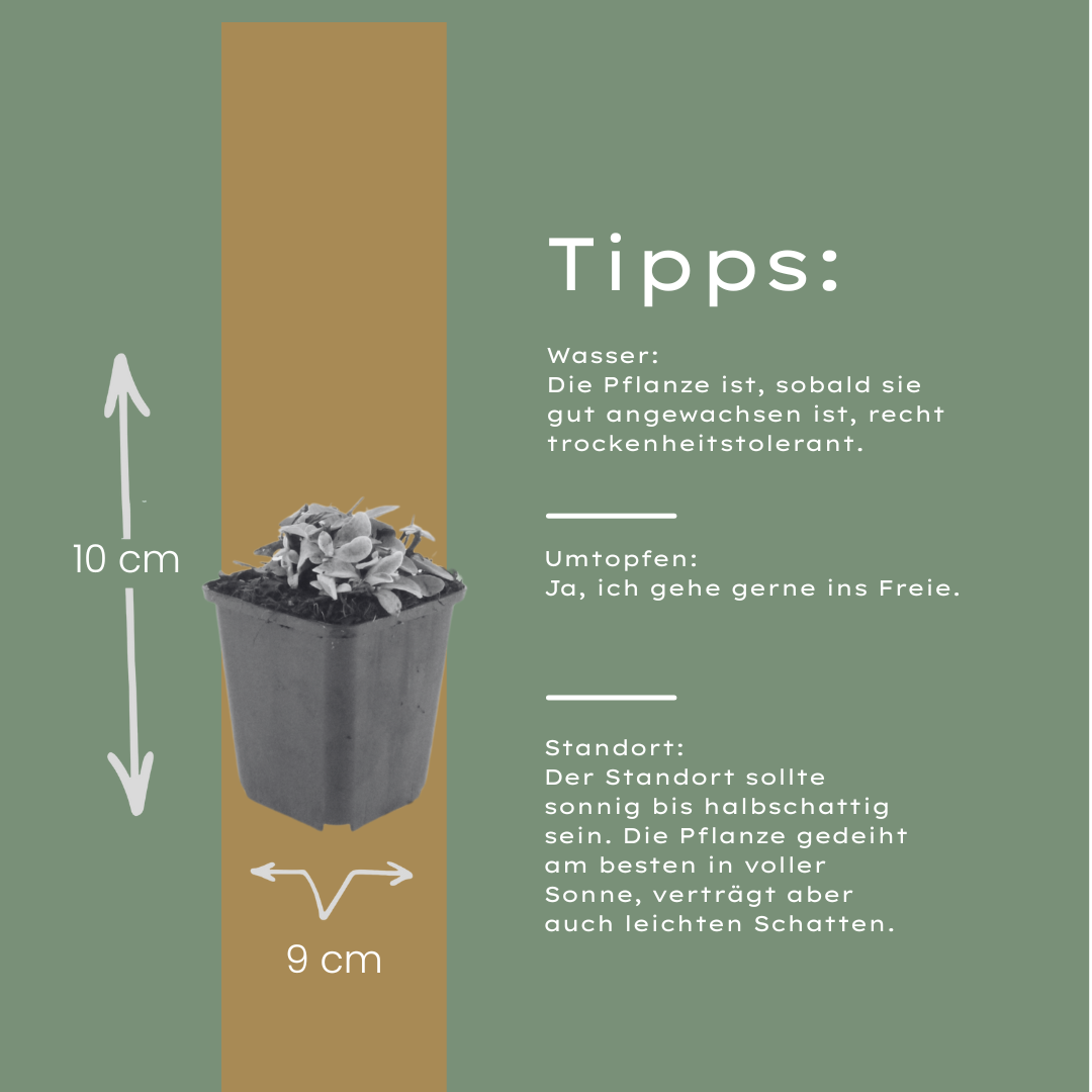 Siberische edelweiss (Anaphalis) - set van 6 – voor tuin & terras