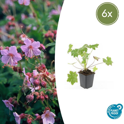 Ooievaarsbek 'Ingwersen's Variety' - set van 6 – voor tuin & terras