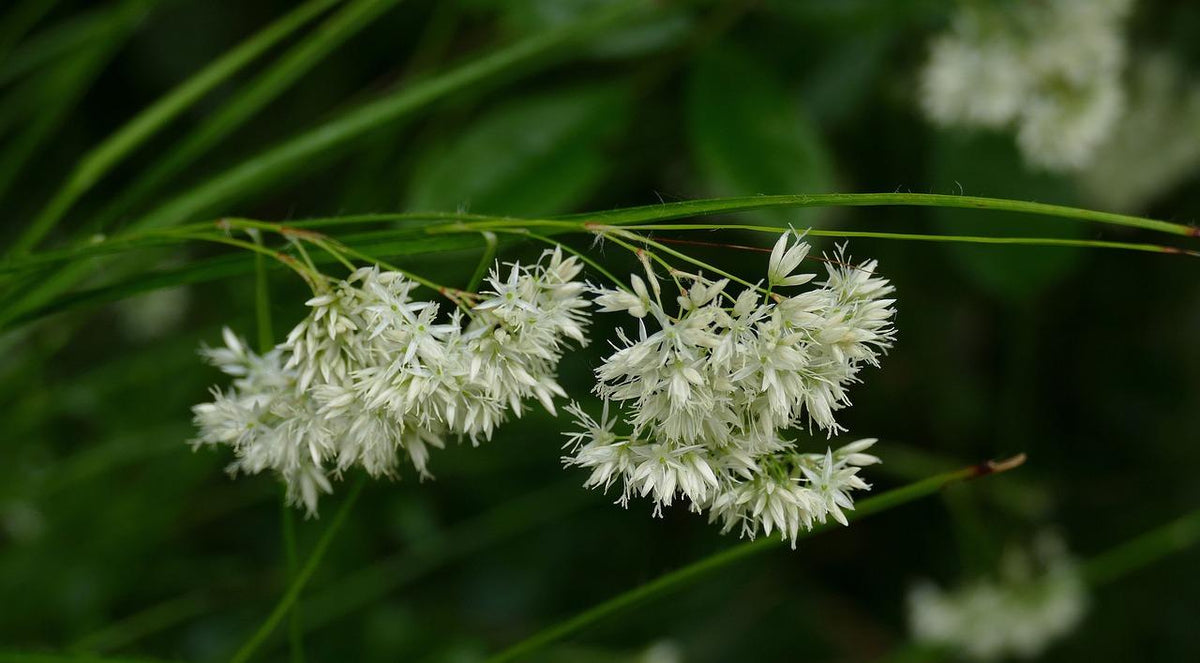 Veldbies (Luzula nivea) - set van 12 – voor tuin & terras