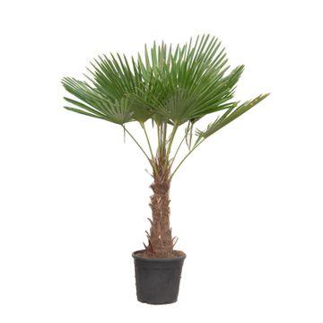 Waaierpalm Trachycarpus 180-220 cm