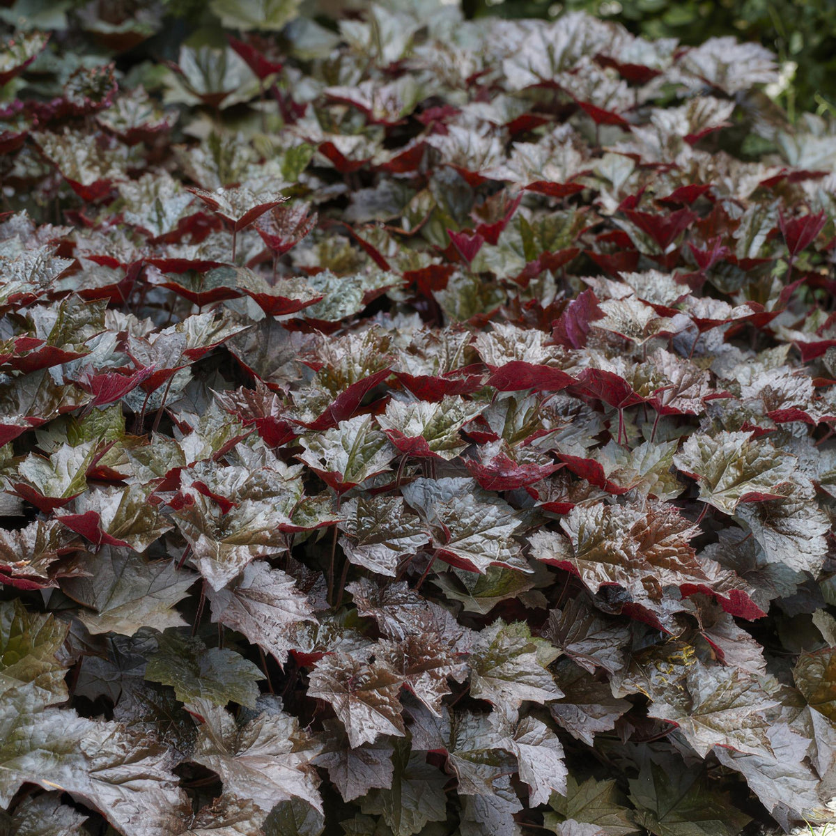 Purperklokje 'Palace Purple' (Heuchera), productfoto 5