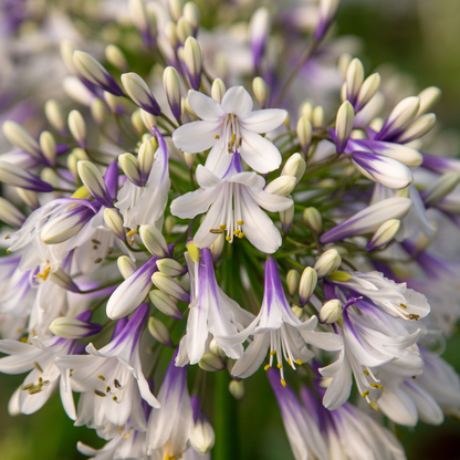 Agapanthus 'Fireworks' — Afrikaanse lelie, wit & blauw (Ø23)
