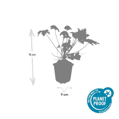 Ooievaarsbek 'Spessart' - set van 6 – voor tuin & terras