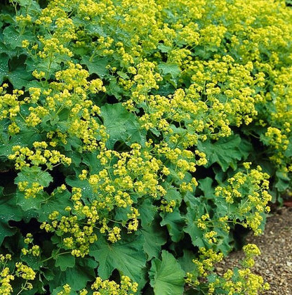 Vrouwenmantel (Alchemilla mollis), productfoto 4