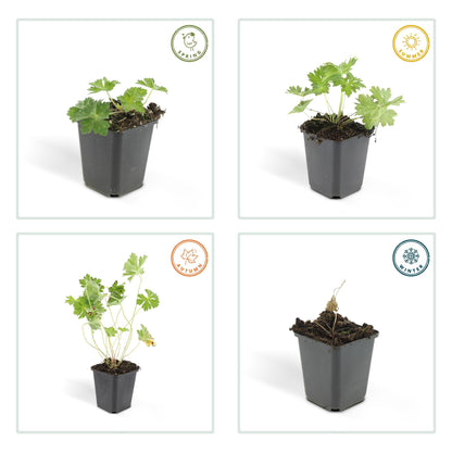Geranium 'Rozanne', productfoto 5