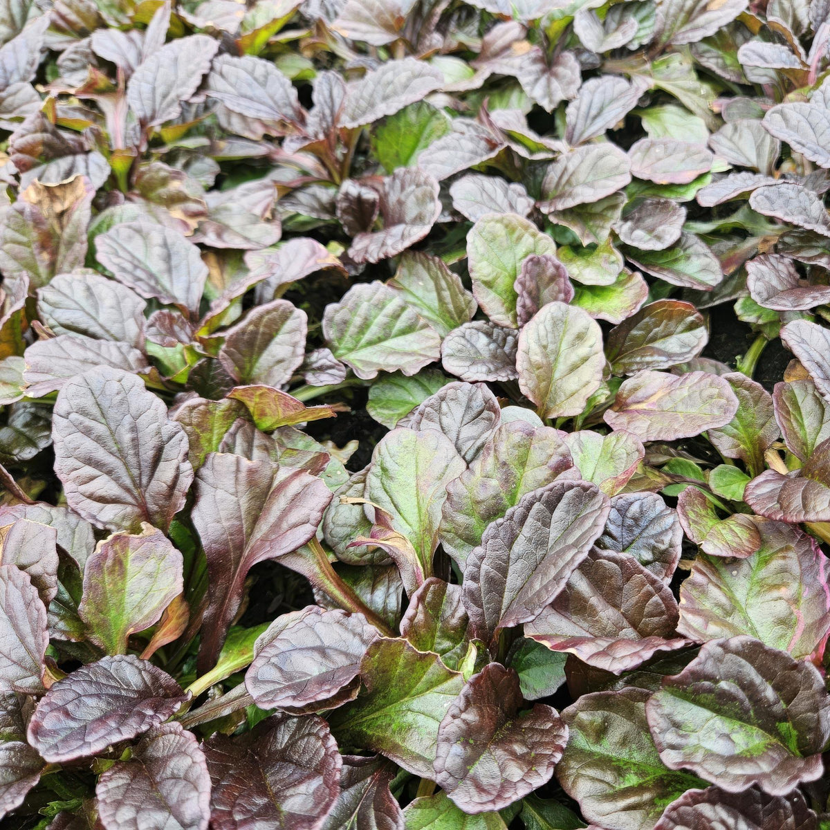 Kruipend zenegroen - set van 6 – voor tuin & terras