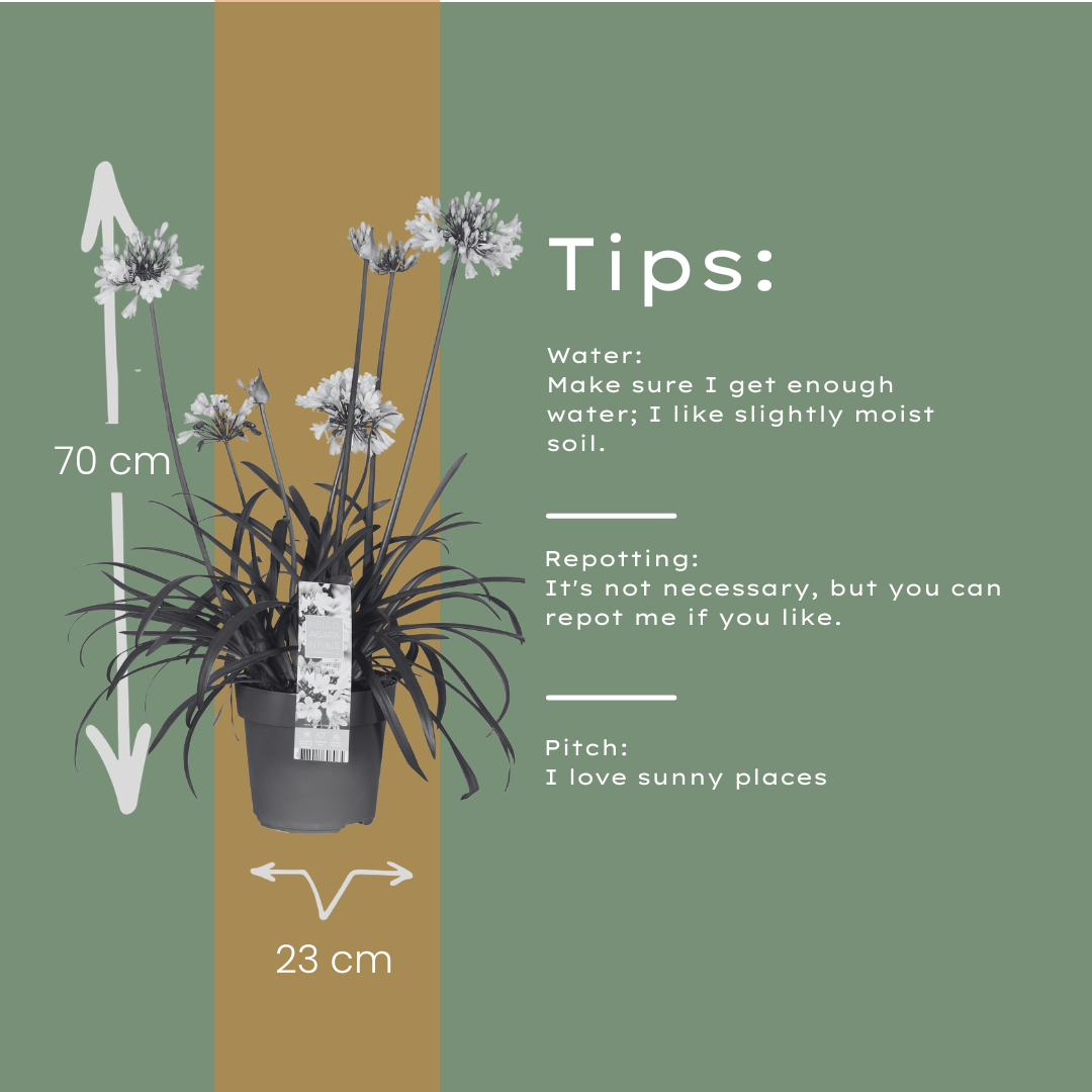 Agapanthus 'Everwhite' — Afrikaanse lelie, wit (Ø23)