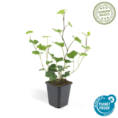 Ierse klimop (Hedera hibernica) - set van 6 – voor tuin & terras