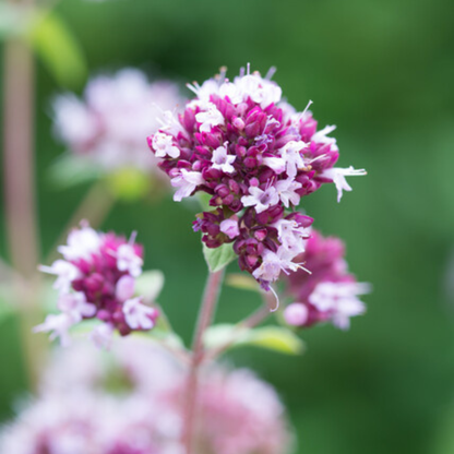 Sieroregano 'Herrenhausen' - set van 6 – voor tuin & terras