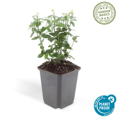 Kardinaalsmuts (Euonymus fortunei radicans) - set van 6 – voor tuin & terras