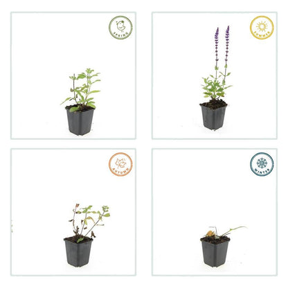 Siersalie 'Caradonna' (Salvia), productfoto 5