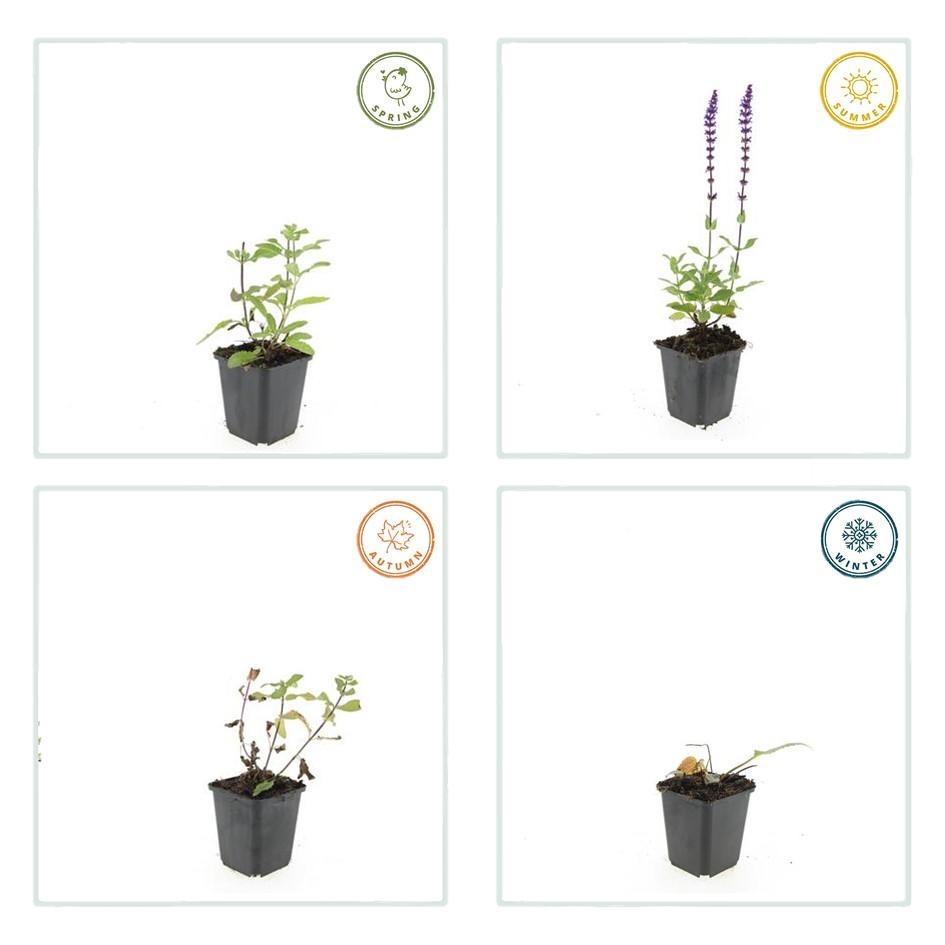 Siersalie 'Caradonna' (Salvia), productfoto 5