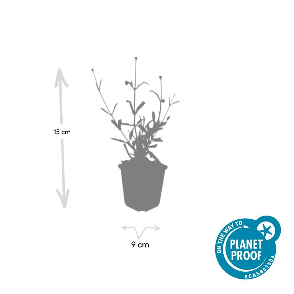 IJzerhard 'Lollipop' - set van 6 – voor tuin & terras